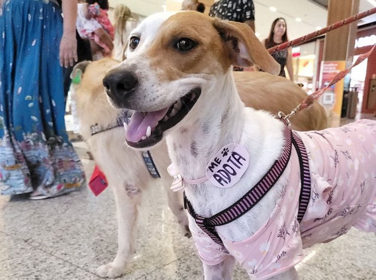 Eu novo melhor AUmigo está te esperando no Parque Shopping Bahia.