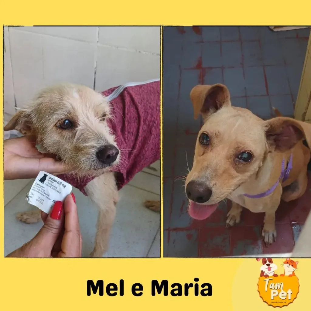 Animais Castrados pelo Tampet Lauro