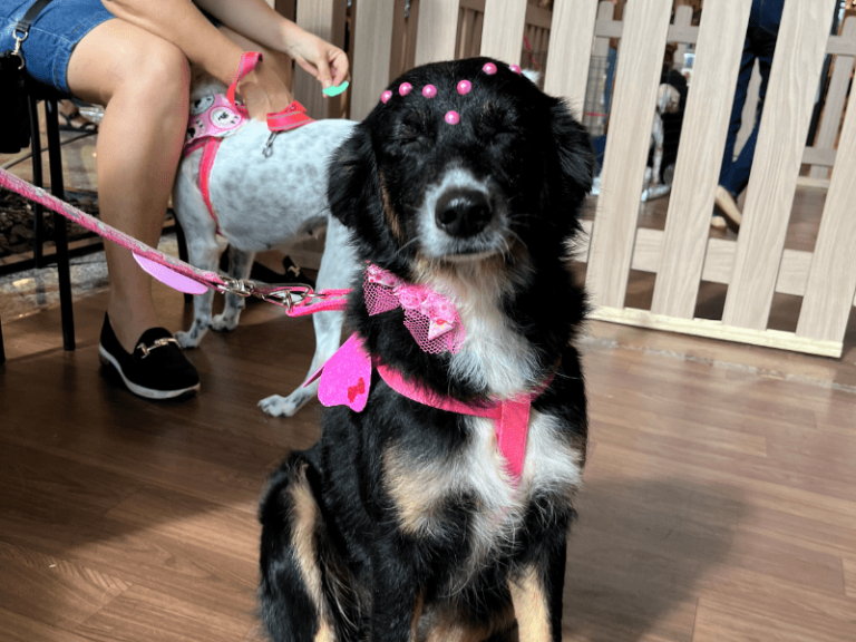 adoção de pets em Lauro de Freitas