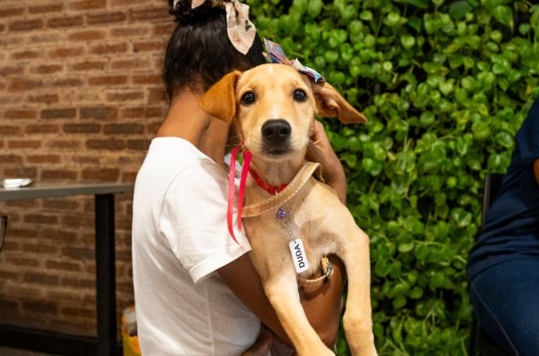 Adote no Parque Natal: Evento de Adoção de Pets em Lauro de Freitas Adote no Parque Natal:
