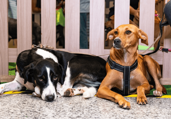 Parque Shopping Bahia realiza a 17ª edição do “Adote no Parque” com cães, gatos e vacinação gratuita neste sábado (29) Adote no Parque Shopping Bahia 17ª edição